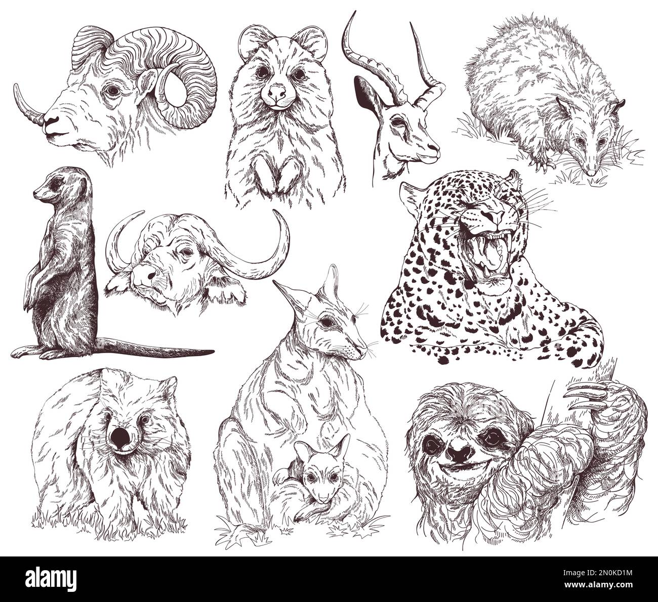 Ensemble de croquis dessinés à la main animaux style isolé sur fond blanc. Vector illustration. Illustration de Vecteur