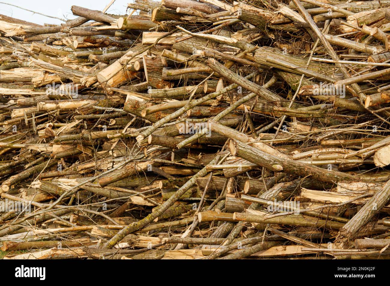 Les arbres forestiers cultivés dans une plantation des années 1950 dans le domaine de Doddington sont empilés après avoir été coupés prêts à être utilisés pour produire de l'énergie dans la chaudière à biomasse du domaine. Le bois coupé se trouve à côté de la piste cyclable Georgie Twigg, une route populaire à vélo et à pied à travers la campagne près de Lincoln. Banque D'Images