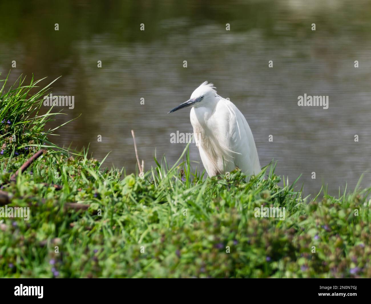 Petit égret ou garzetta Egretta. Le petit héron blanc se trouve dans l'herbe près de l'étang. Banque D'Images
