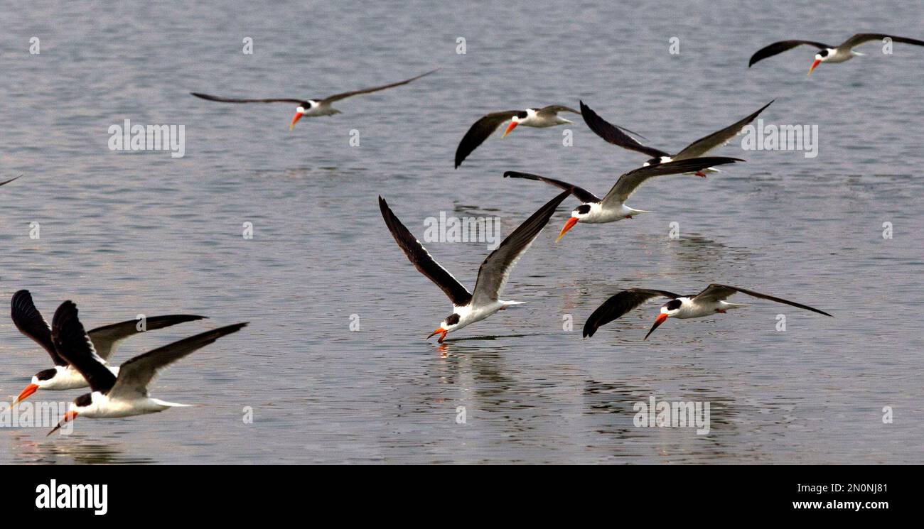 Indian skimmers fly over Sangam, the confluence of the Ganges and