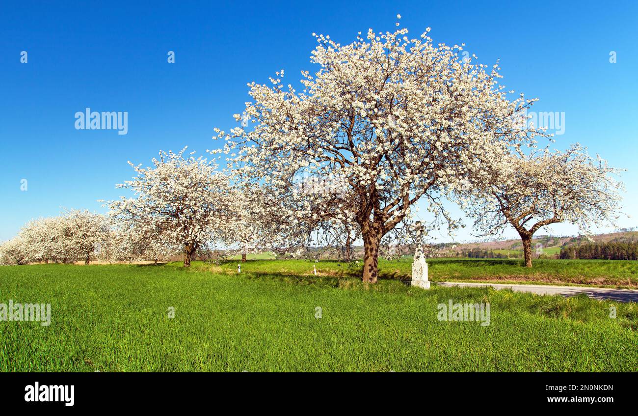allée de cerisiers en fleurs, crucifix blanc, champ de maïs vert et de printemps avec ciel bleu, vue sur le printemps Banque D'Images