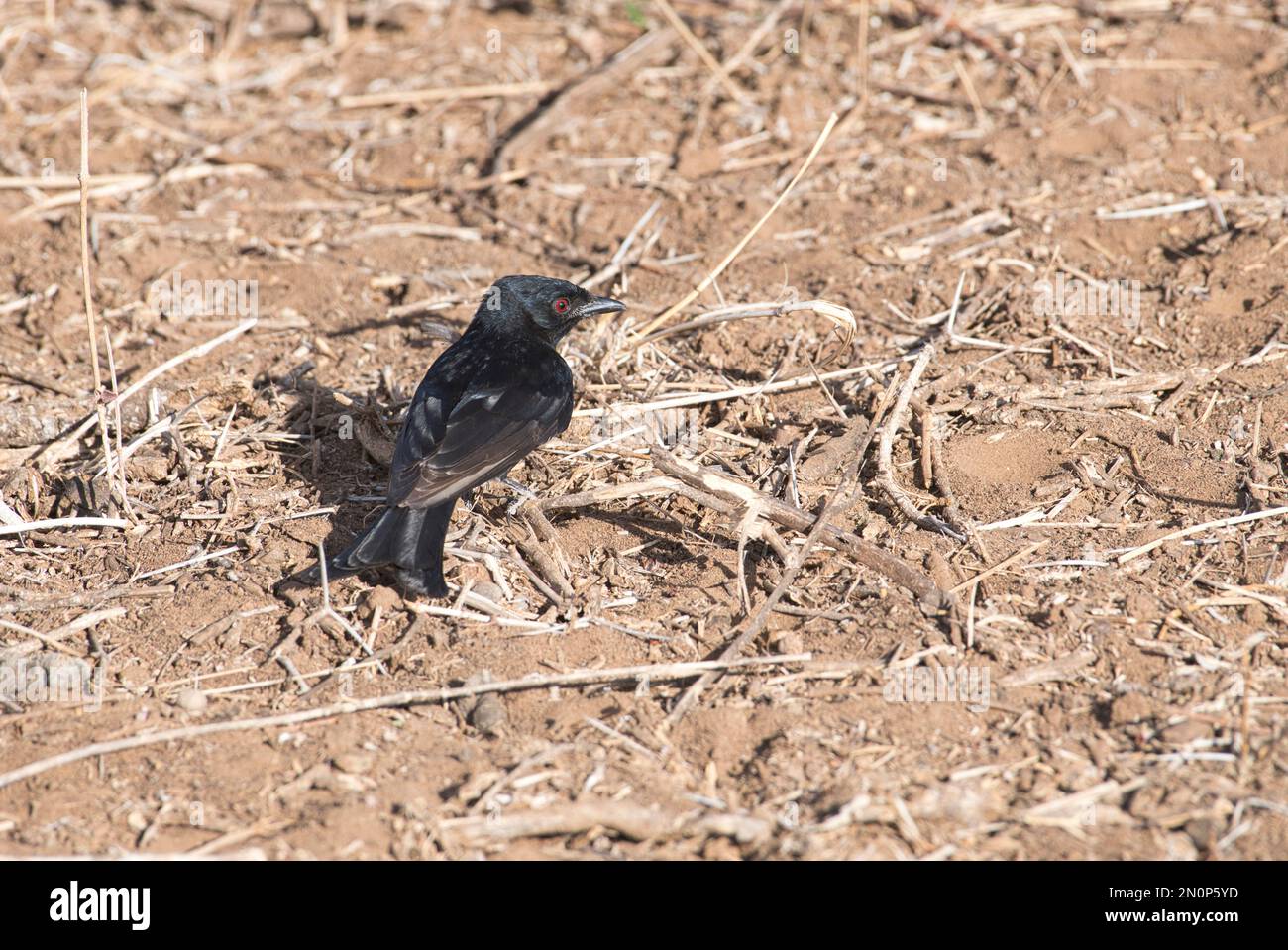 Le drongo à queue de fourche (Dicrurus adsimilis) se fourrasse au sol Banque D'Images