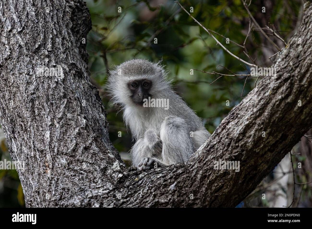 Un petit singe de Vervet, Chlorocebus pygerythrus, se trouve dans la fourchette d'un arbre. Banque D'Images