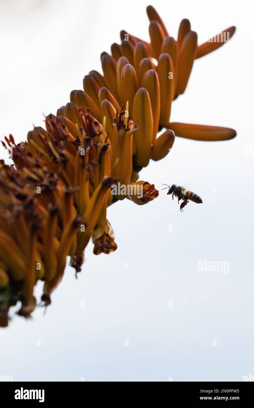 Une abeille, Anthophila, vole sur une fleur d'aloès, Aloe maculata. Banque D'Images