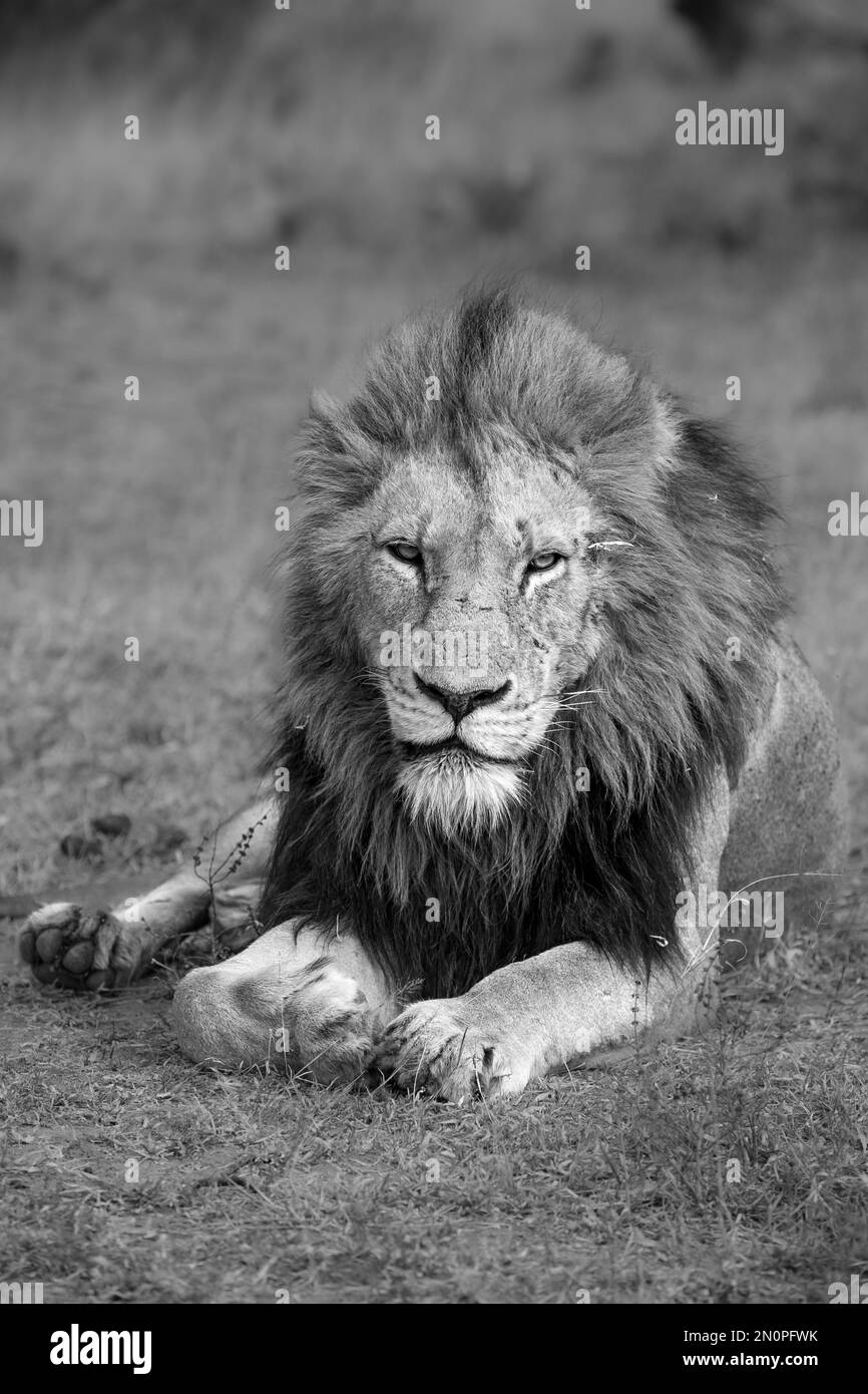 Un lion mâle, Panthera leo, se trouve dans l'herbe, tête vers le haut, regard direct. Banque D'Images