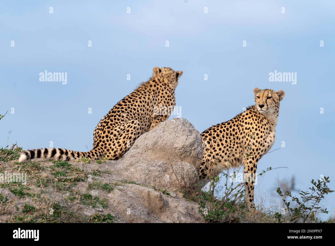 Deux guépards assis sur un monticule, Acinonyx jubatus. Banque D'Images