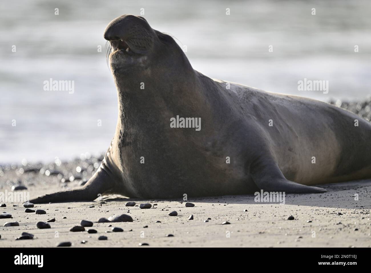 Phoque de l'éléphant du Nord à la plage du parc national d'Año Nuevo, Californie Banque D'Images