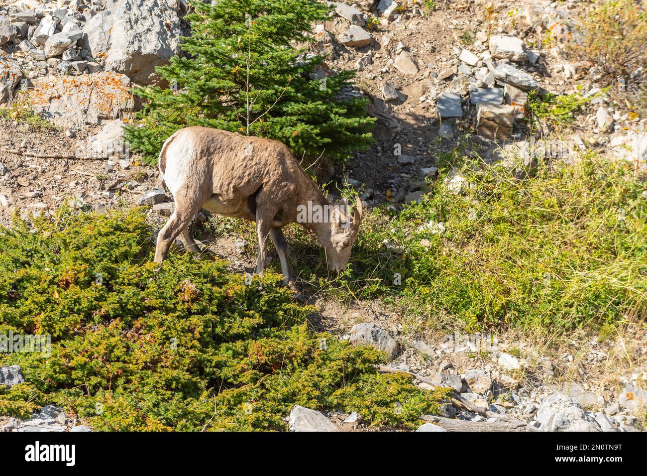 Mouflon sauvage à grandes cornes paissant sur une colline de montagne en été Banque D'Images