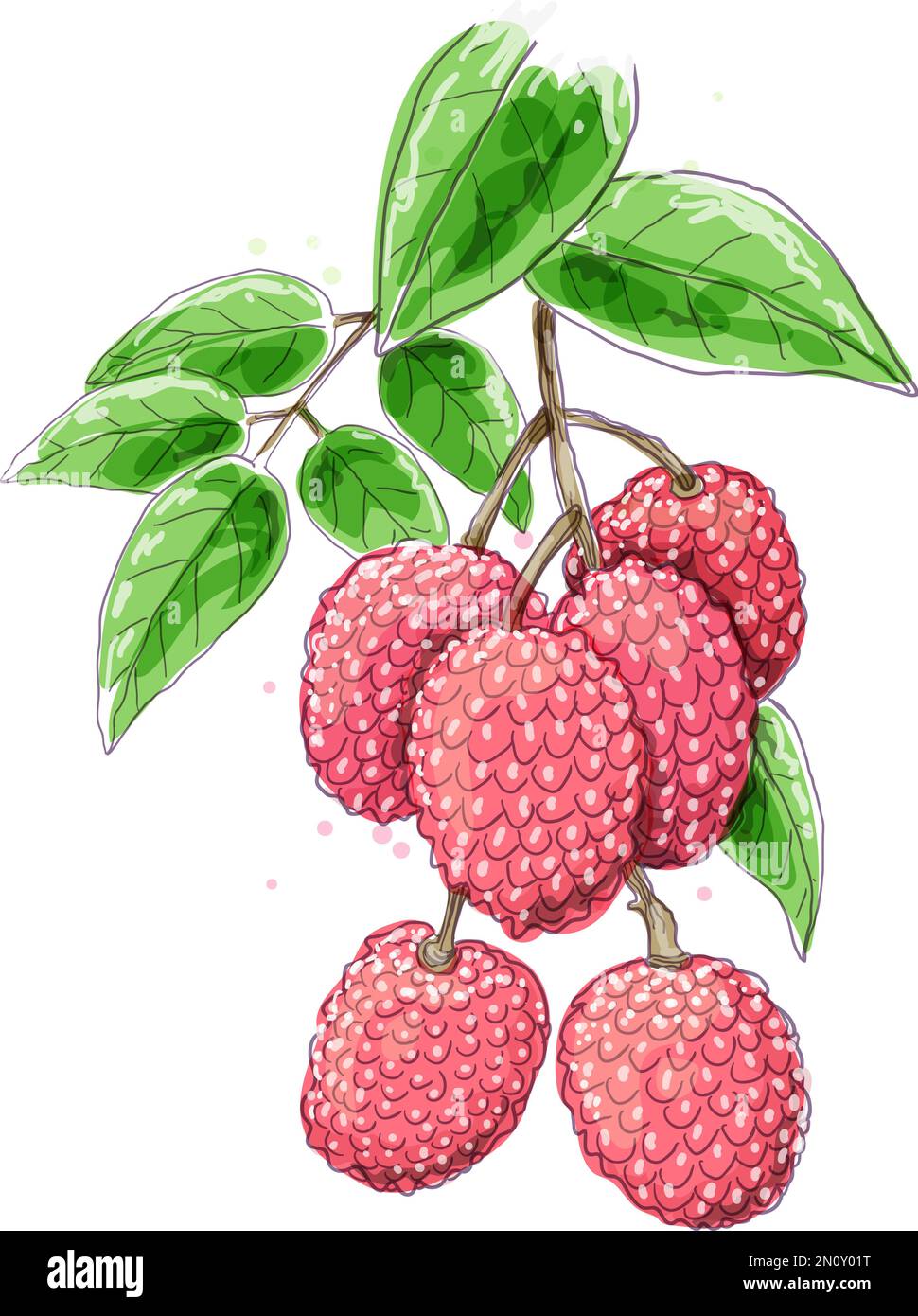 Branche laitchi aquarelle Illustration de Vecteur