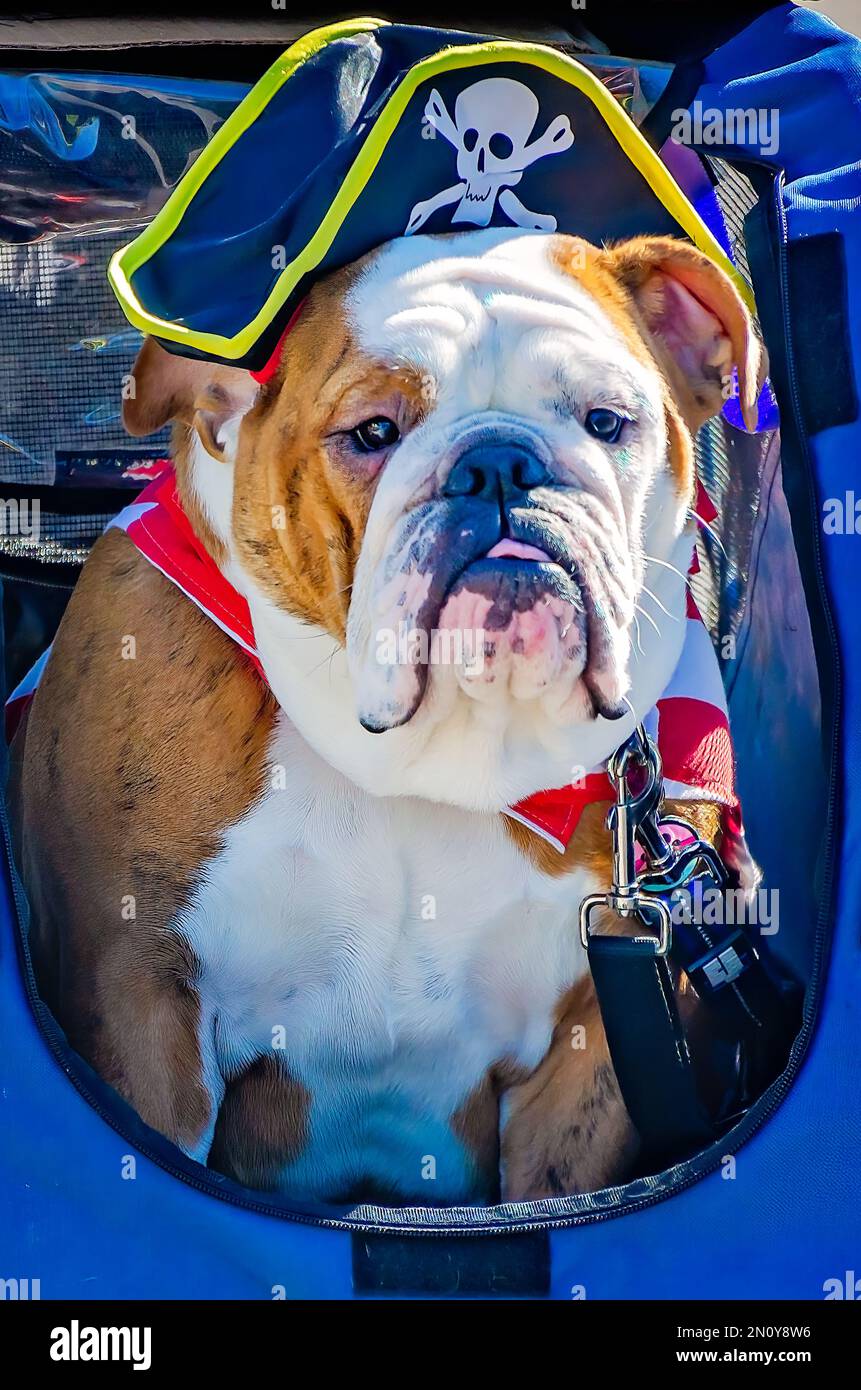 Bulldog costume cute dressed Banque de photographies et d'images à haute  résolution - Alamy