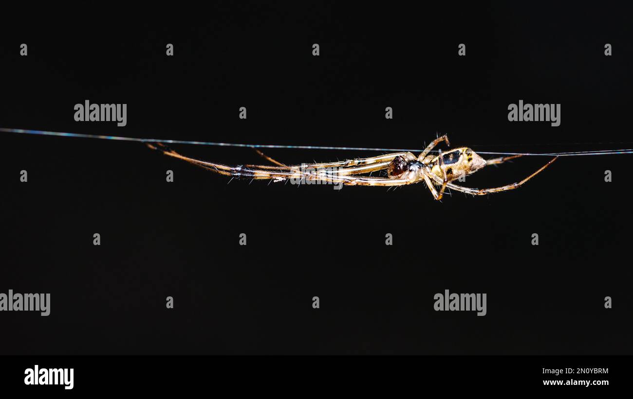 Gros plan d'une araignée sur le Web en forêt avec un arrière-plan de nature flou, macro photo, mise au point sélective. Banque D'Images