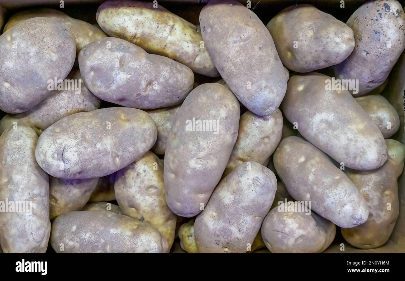 Un grand nombre de pommes de terre fraîches en morceaux prêtes à être expédiées à votre client Banque D'Images