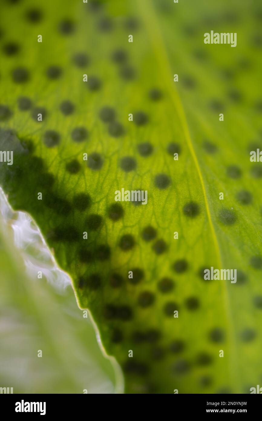 les feuilles de fougères inondées d'eau dans une image macro proche sont restantes d'un anphibien Banque D'Images