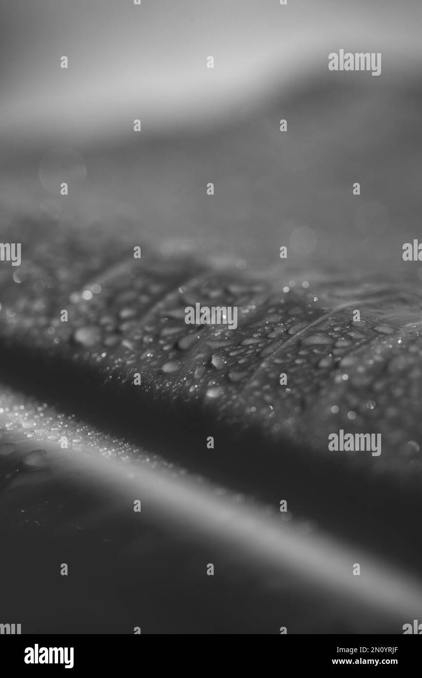 noir et blanc surface de fumée d'une plante avec des gouttes d'eau pour un aspect mystérieux de la texture Banque D'Images