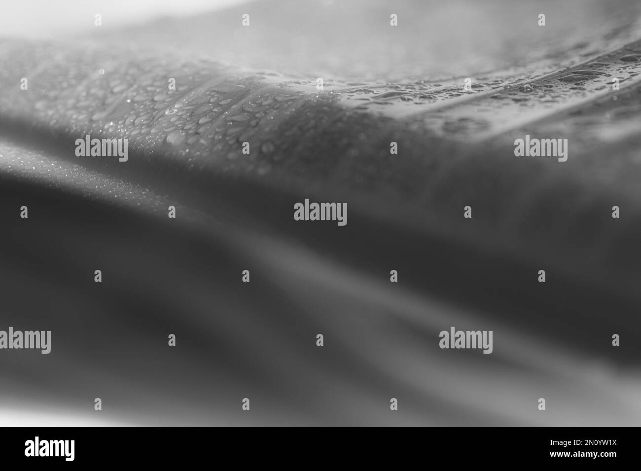 les feuilles de plantes lisses et la pluie font de ce cliché macro créatif Banque D'Images