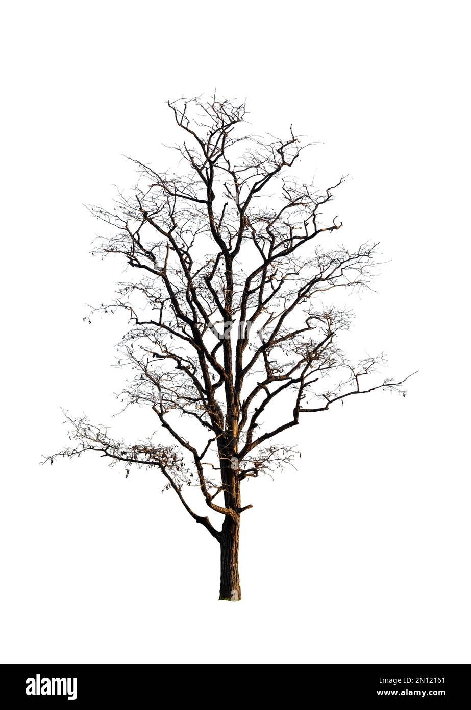 Un seul arbre ancien et mort isolé Banque D'Images