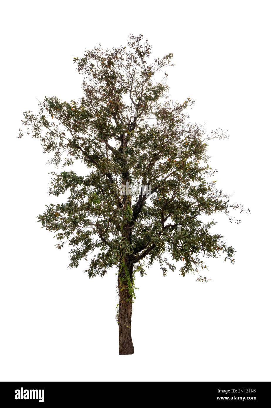 Unique arbre de verdure botanique Banque D'Images