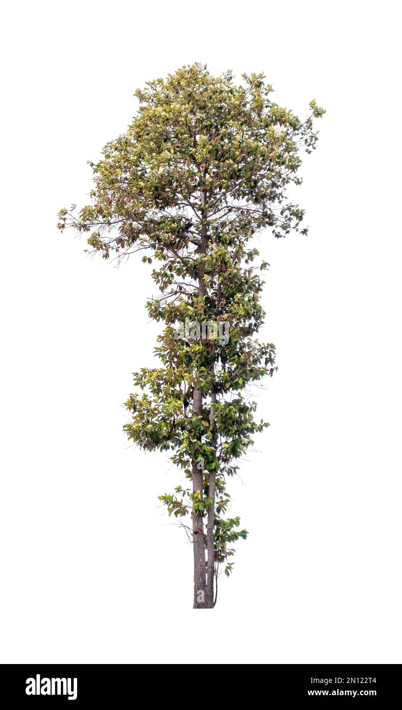 Unique arbre de verdure botanique Banque D'Images