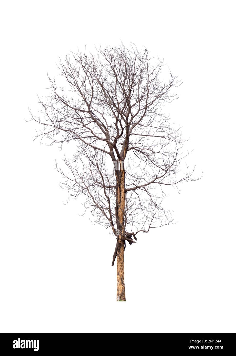Un seul arbre ancien et mort isolé Banque D'Images