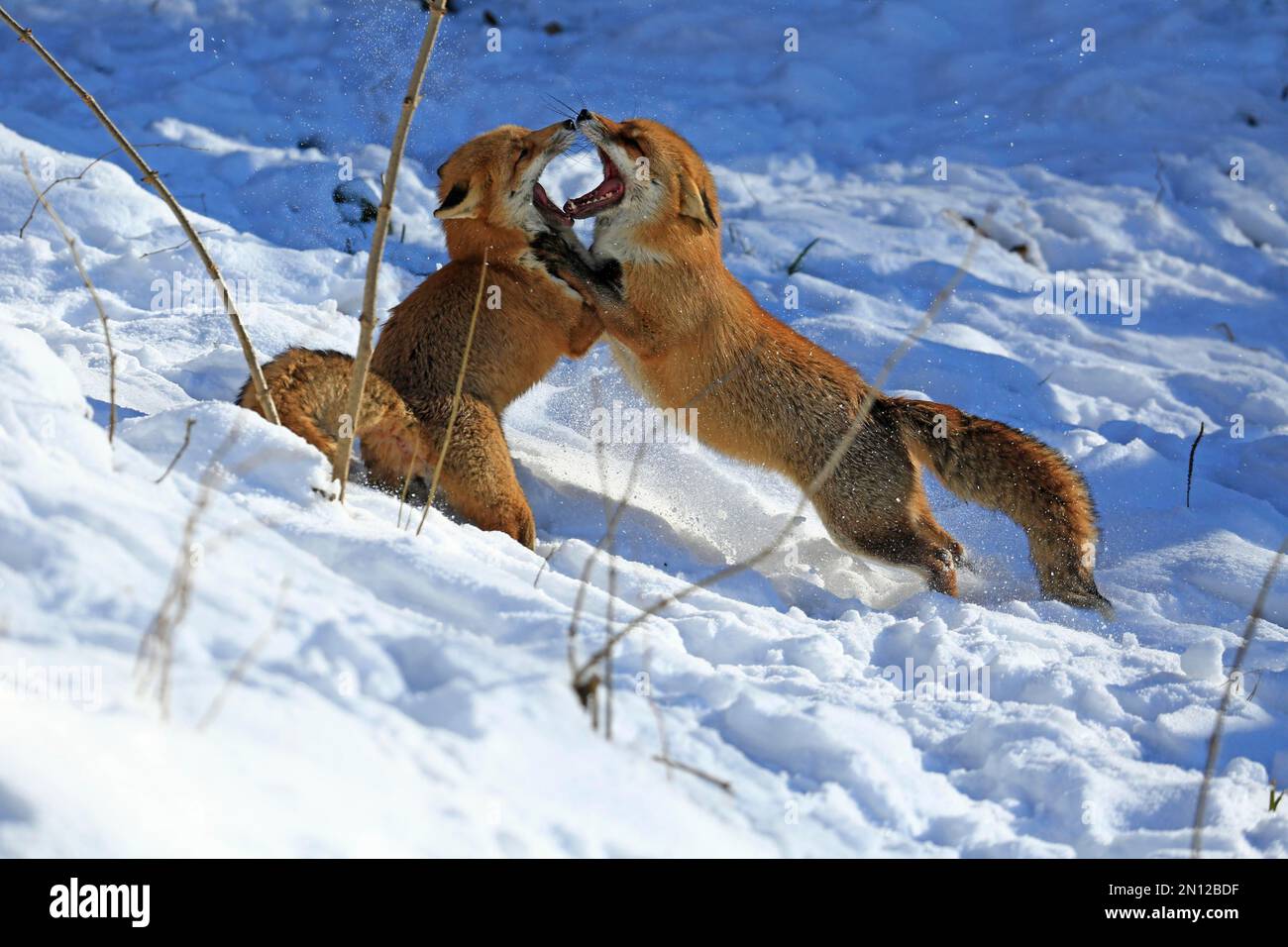 Renards rouges (Vulpes vulpes) pendant la saison des rutes, Warstein, Rhénanie-du-Nord-Westphalie, Allemagne, captive, Europe Banque D'Images