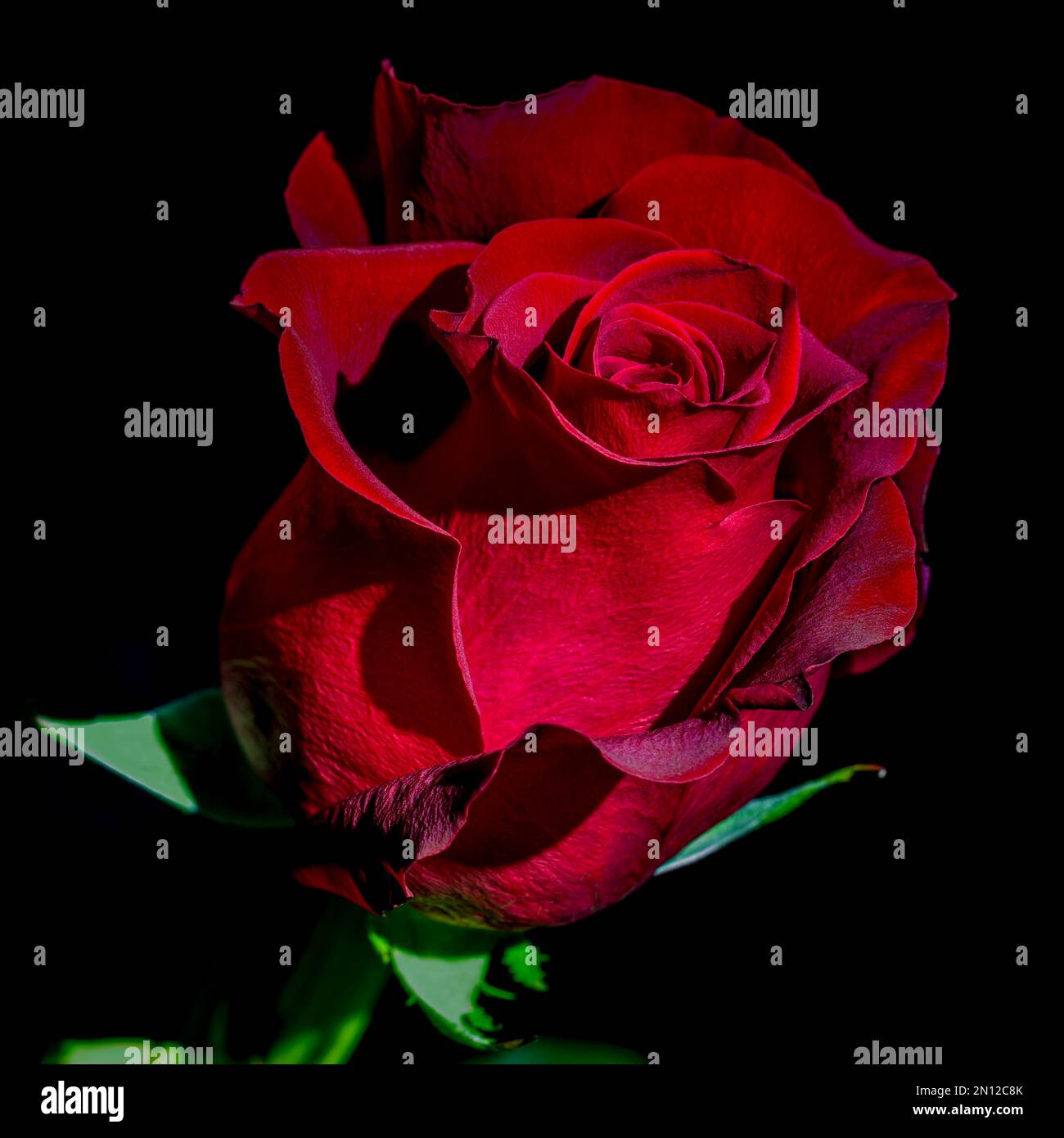 Rose rouge sur un fond noir Banque D'Images