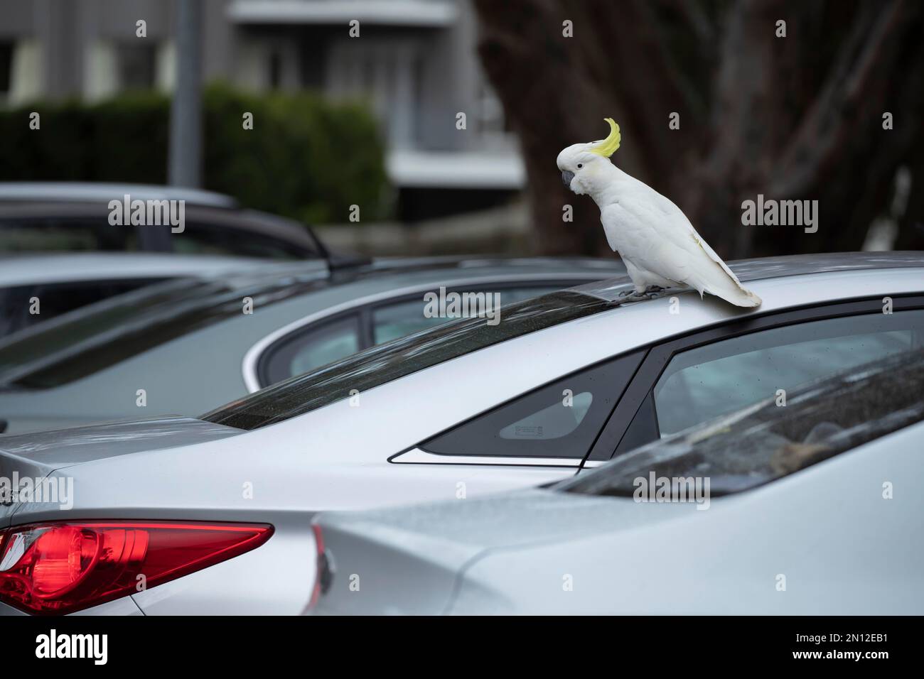 Cocatua galerita (Cacatua galerita) oiseau adulte assis sur un toit de voiture, Lorne, Victoria, Australie, Océanie Banque D'Images