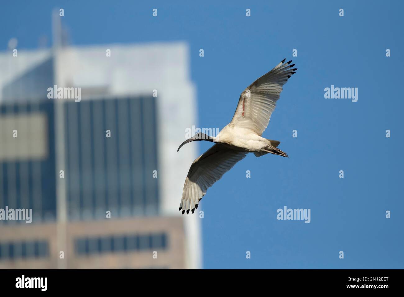 Ibis blanc australien (Threskiornis molucca) volant avec des bâtiments en arrière-plan, Sydney, Nouvelle-Galles du Sud, Australie, Océanie Banque D'Images