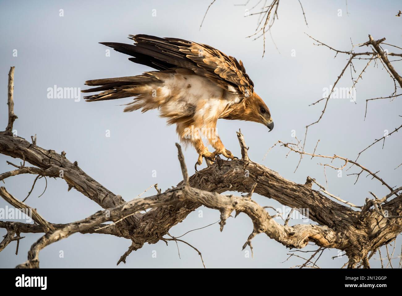 Un aigle tawny (Aquila rapax) est assis dans un arbre et garde un point de vue, le parc national d'Etosha, Namibie, Afrique Banque D'Images