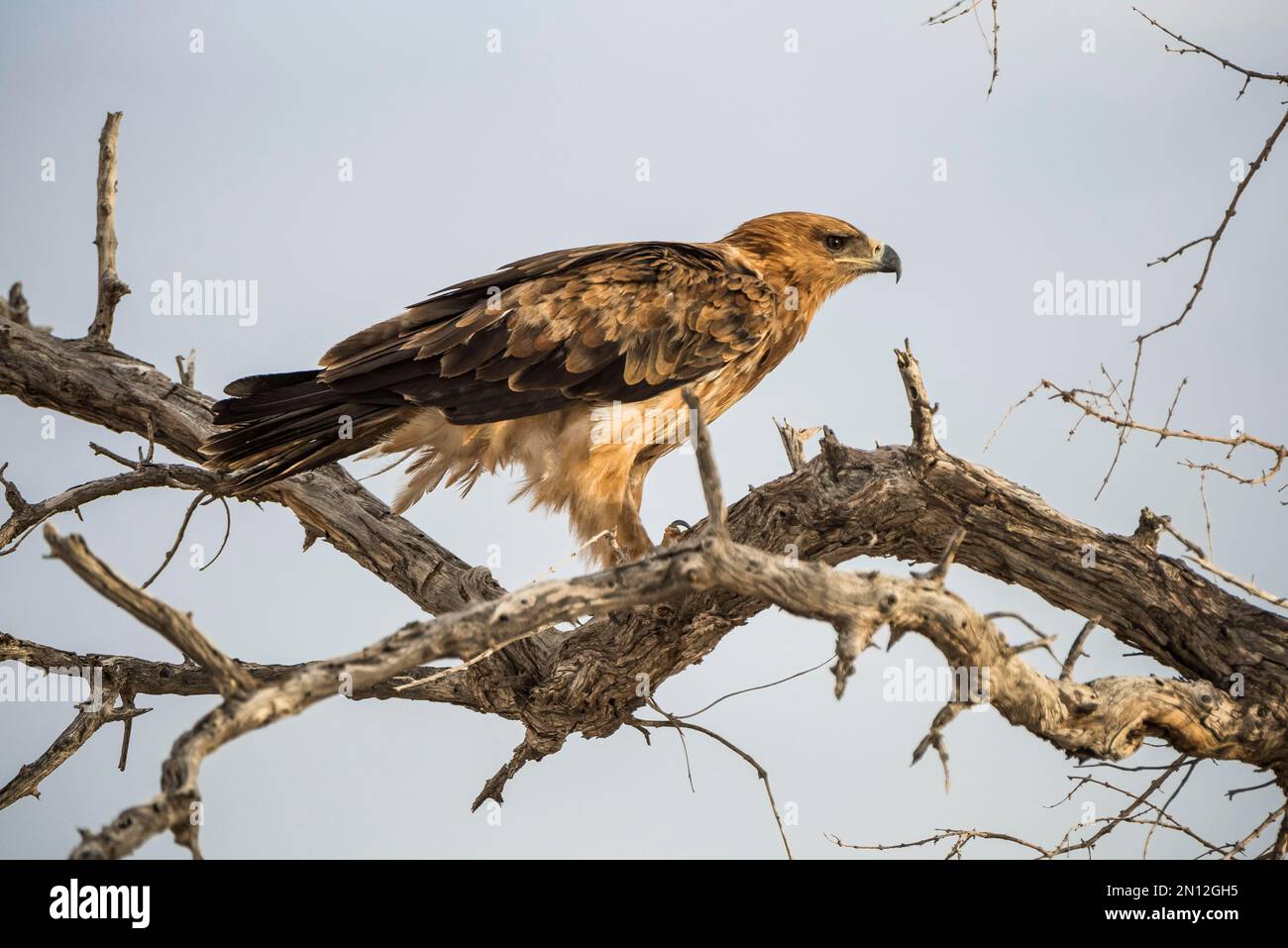 Un aigle tawny (Aquila rapax) est assis dans un arbre et garde un point de vue, le parc national d'Etosha, Namibie, Afrique Banque D'Images