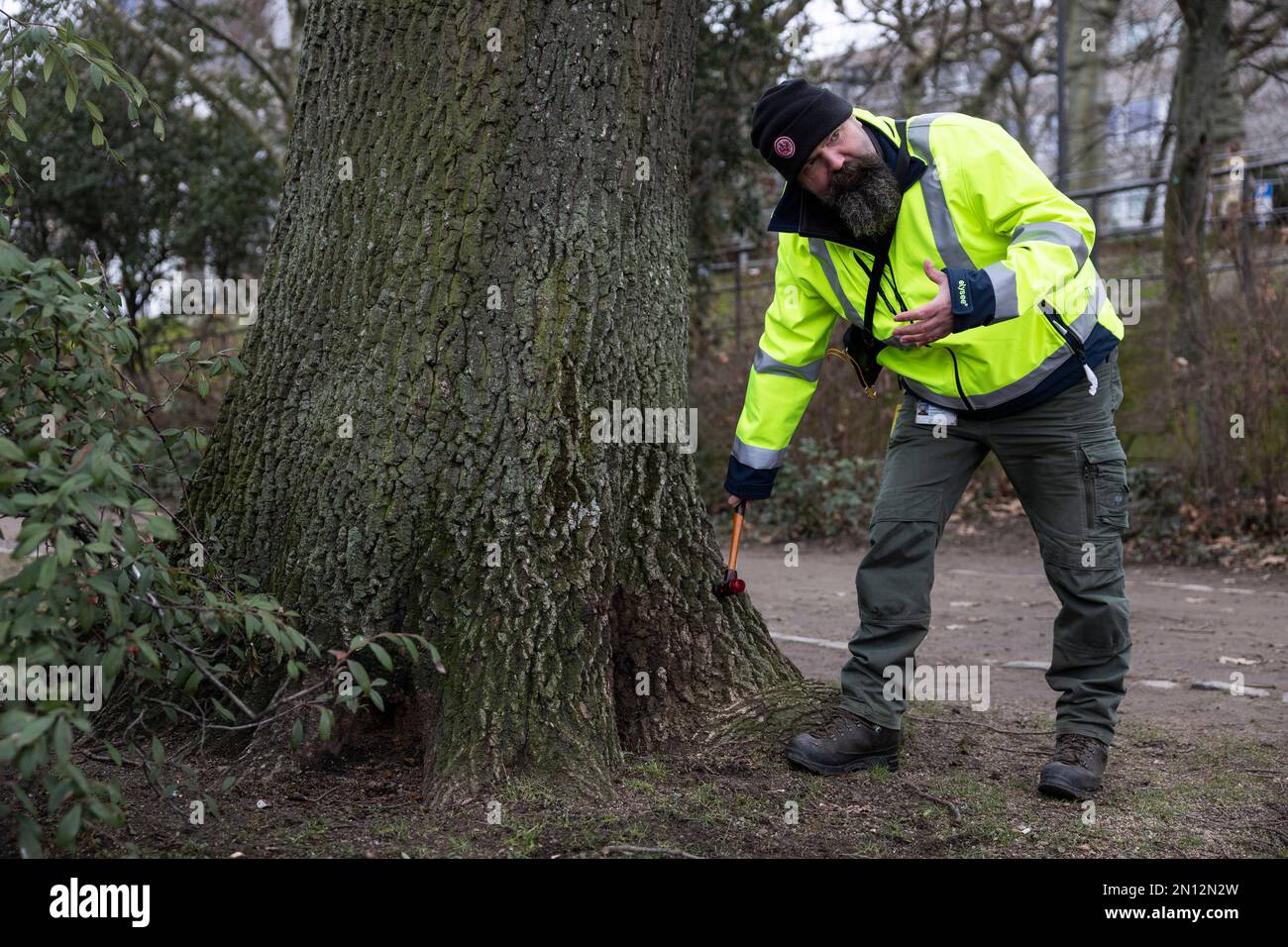 25 janvier 2023, Hesse, Francfort-sur-le-main : l'inspecteur Björn Winter vérifie l'état d'un arbre avec un marteau. Les inspections des arbres dans les espaces verts publics sont effectuées régulièrement par les bureaux des espaces verts des municipalités. La rupture des branches vertes, c'est-à-dire la rupture soudaine de branches individuelles entièrement feuillues, ne peut pas être prédite, même lors d'inspections régulières des arbres. À Francfort, le bureau de l'espace vert est responsable de près de 190 000 arbres le long des rues, dans les parcs et sur les terrains de jeux. Le changement climatique a considérablement accru les efforts requis pour l'entretien écologique dans les villes. (Vers dpa « in Banque D'Images