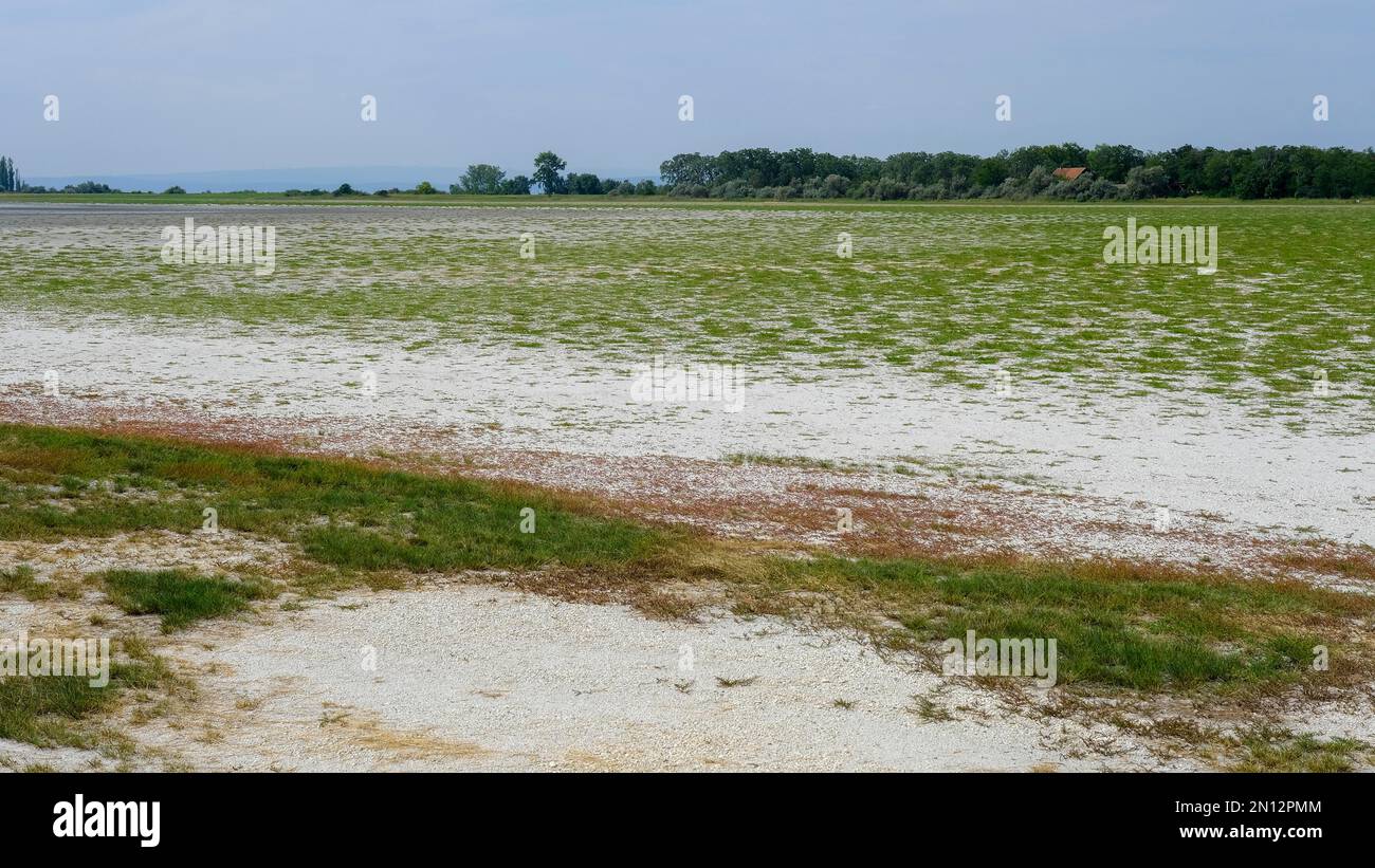 Flaque de sel séchée à la fin de l'été, parc national du lac Neusiedl, Burgenland, Autriche, Europe Banque D'Images