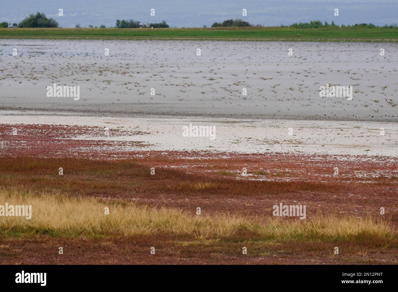 Flaque de sel séchée à la fin de l'été, parc national du lac Neusiedl, Burgenland, Autriche, Europe Banque D'Images