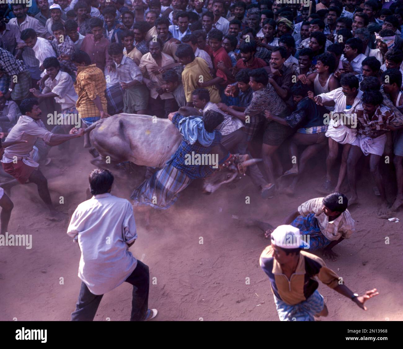 Jallikattu, taureau qui tue à Alanganallur près de Madurai pendant le festival de Pongal, Tamil Nadu, Inde, Asie Banque D'Images