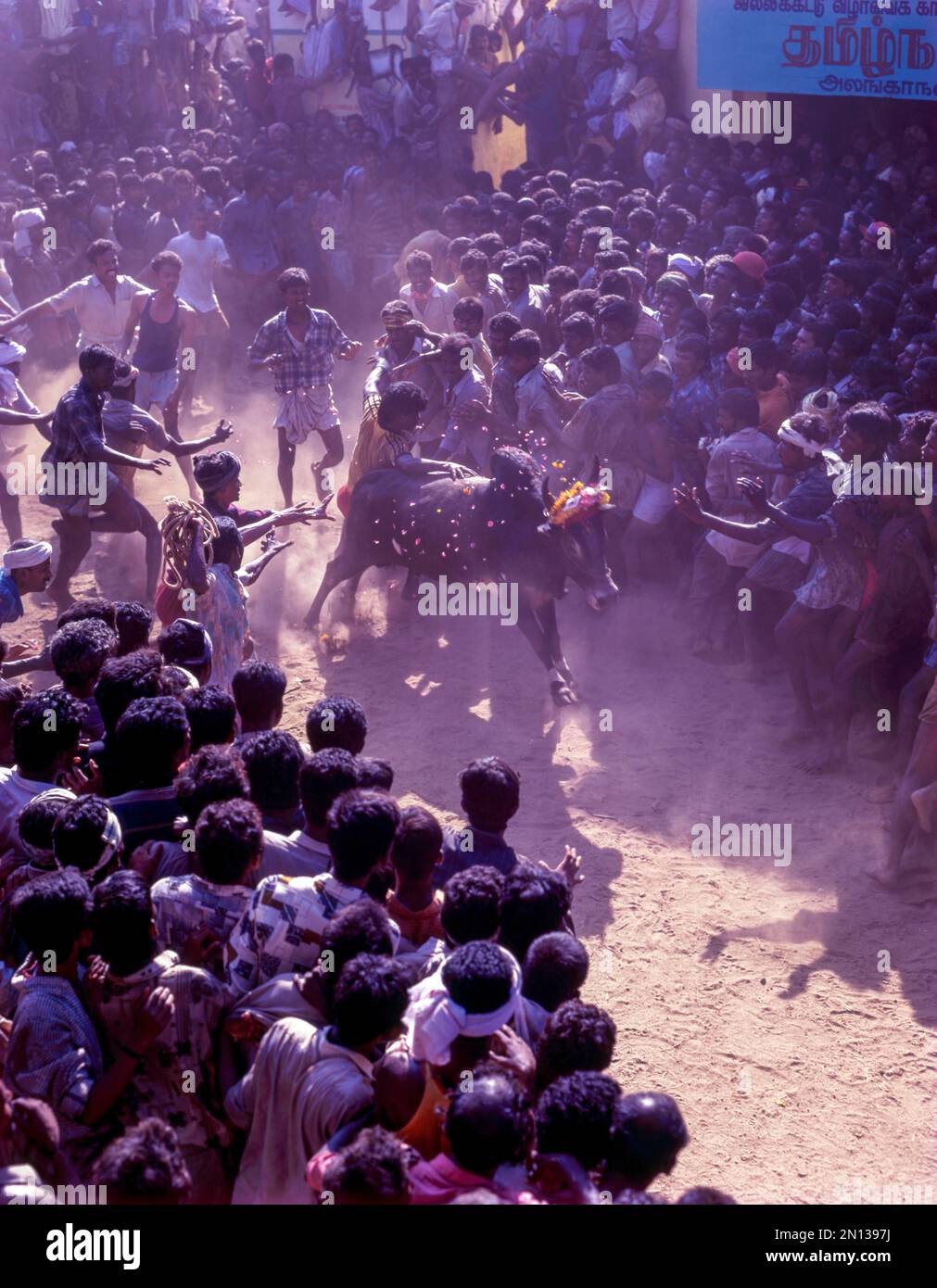 Jallikattu, taureau qui tue à Alanganallur près de Madurai pendant le festival de Pongal, Tamil Nadu, Inde, Asie Banque D'Images