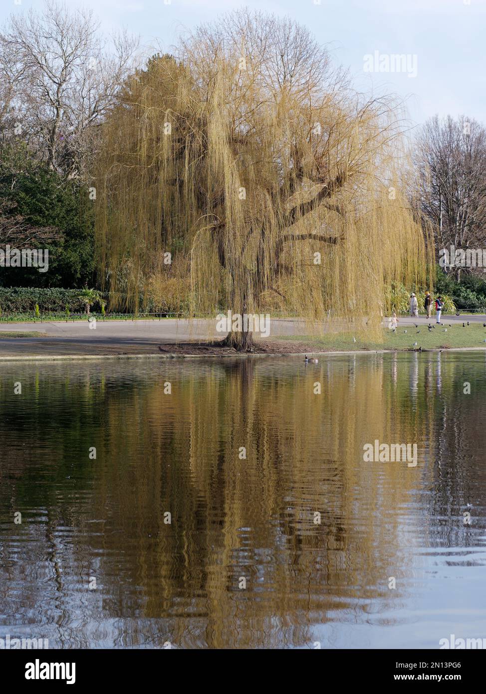 Saule se reflète dans un étang en hiver dans Regents Park. Londres, Angleterre Banque D'Images