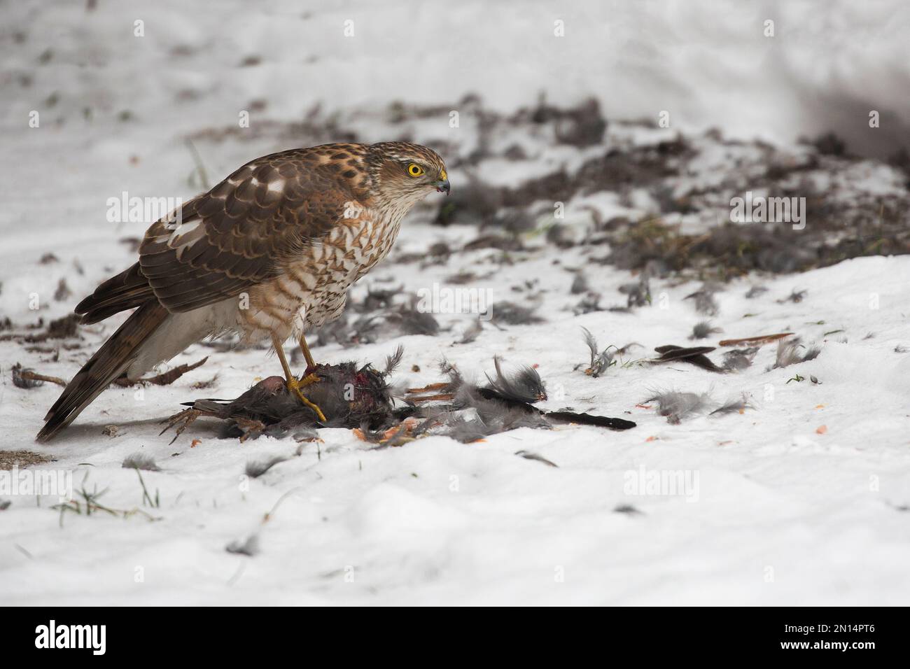 Un jeune rafon du Nord à la chasse en hiver Banque D'Images