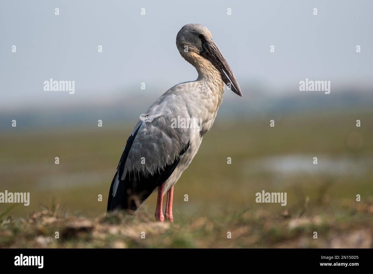 Gros plan sur l'oiseau de tempête asiatique à bec ouvert Banque D'Images