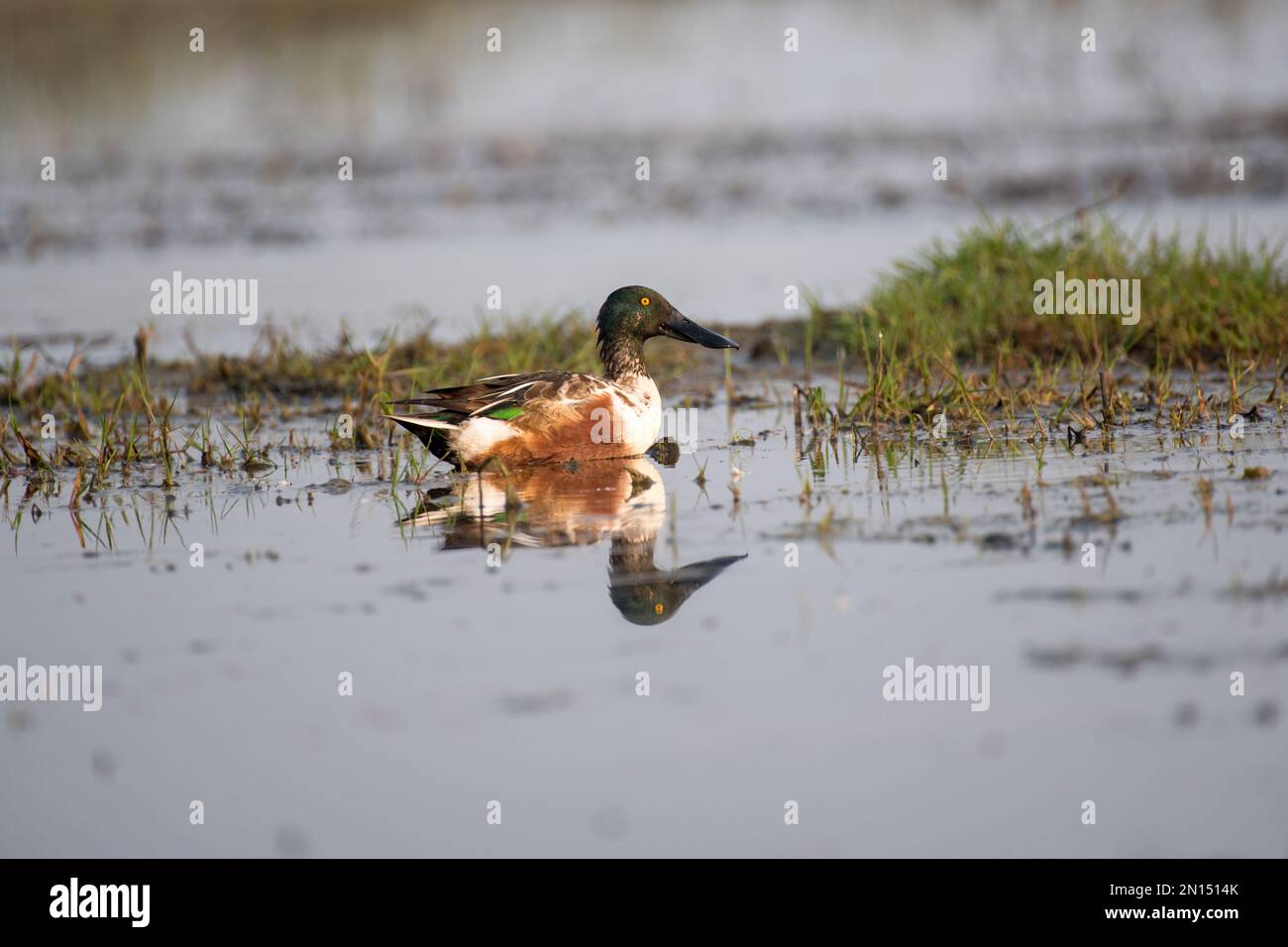 Nage avec les oiseaux de la pelle butte grâce à une mise au point sélective Banque D'Images