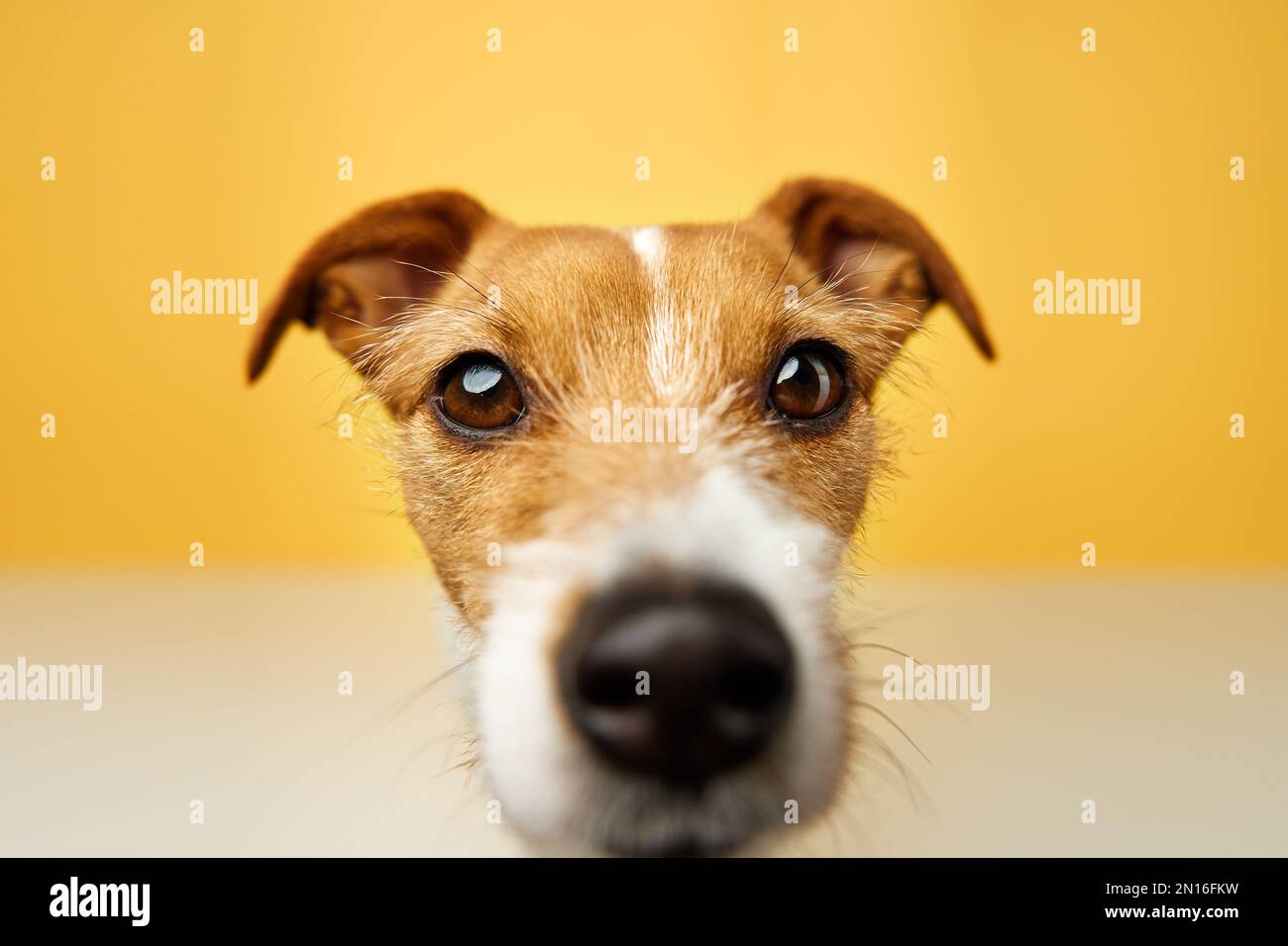 Curieux chien intéressé regarde dans l'appareil photo. Jack russell terrier portrait de près sur fond jaune. Animal de compagnie drôle Banque D'Images