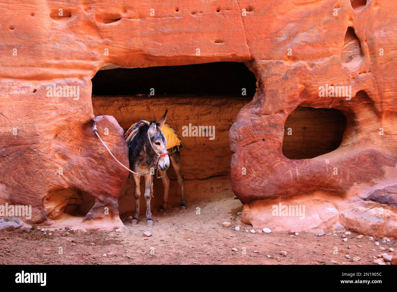 Équitation ânes Petra, Jordanie Banque D'Images