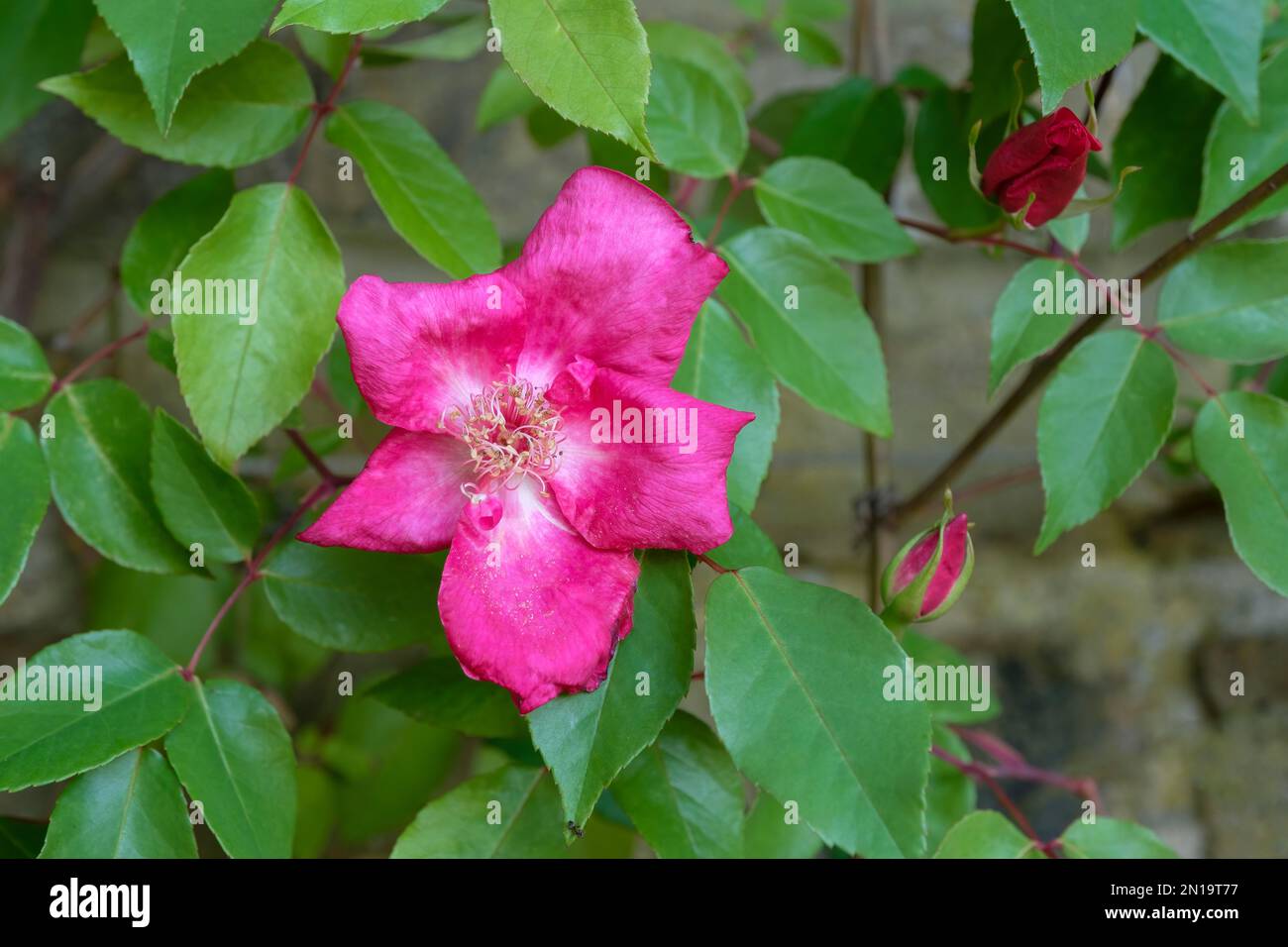 Rosa Bengale Beauté, Rose Bengale Crimson, tiges lisses fleurs uniques avec des étamines crémeuses Banque D'Images