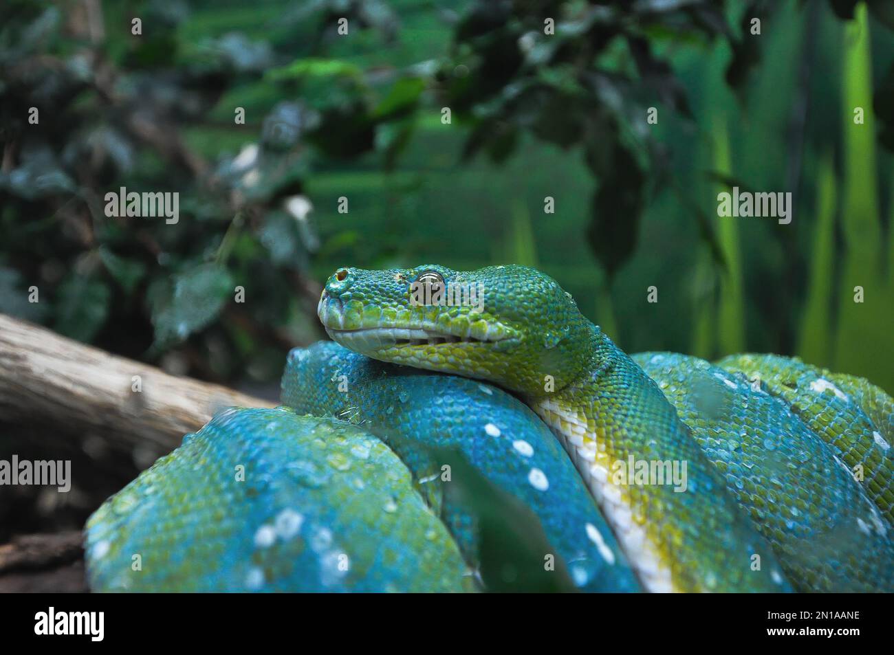 Ici vous pouvez voir ce magnifique phyton vert qui sont relaxants, les serpents sont des créatures fantastiques et aussi terrifiants avec leurs morsures. Banque D'Images