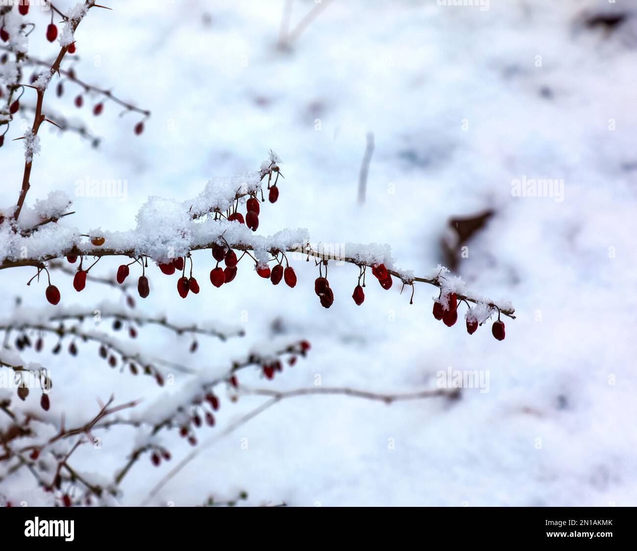 Baies Rouges Hiver L'eau dégelant des baies Banque de photographies et d’images à haute ...