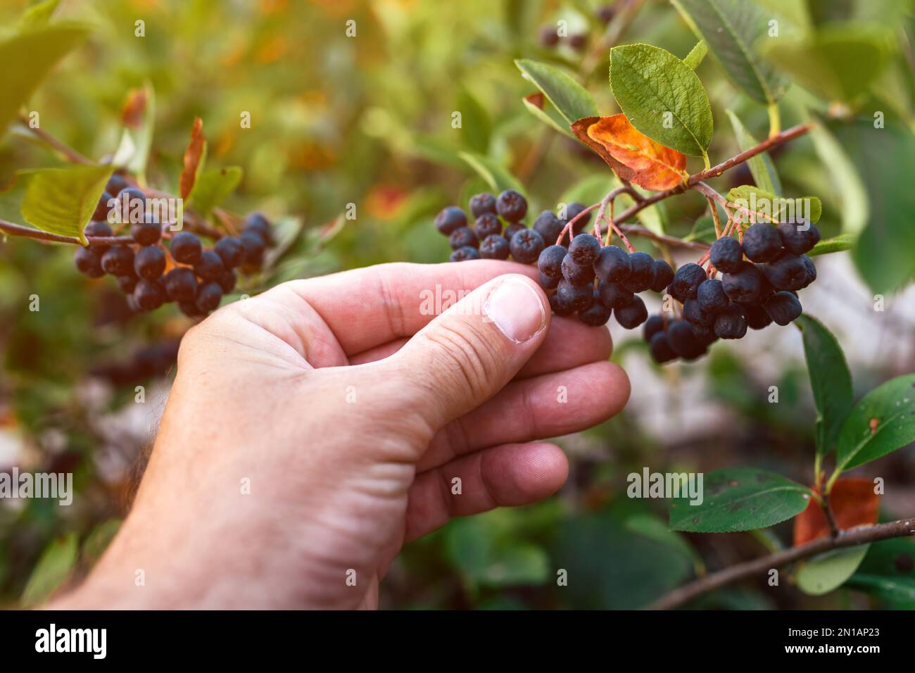 Gros plan de la main de fermier mâle examinant le groupe de chocelberry noir (Aronia melanocarpa) sur la branche de Bush, foyer sélectif Banque D'Images