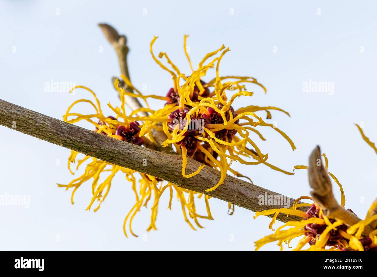 Hamamelis mollis (noisette sorcière) plante arbustive d'arbre à fleurs de printemps d'hiver qui a une fleur jaune de printemps très odorante et sans feuilles lorsqu'elle est en bl Banque D'Images