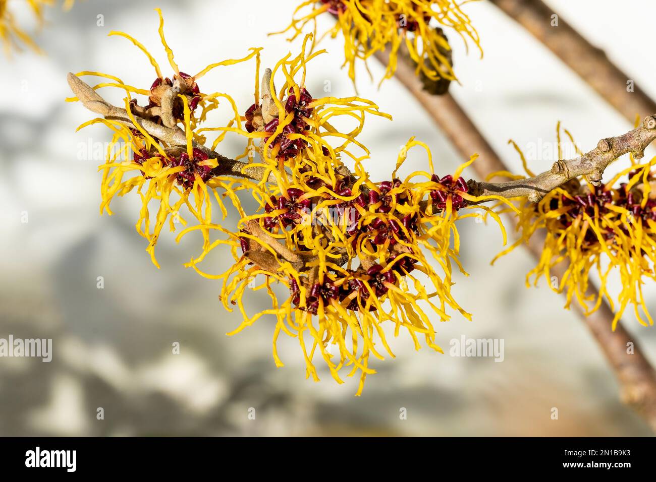 Hamamelis mollis (noisette sorcière) plante arbustive d'arbre à fleurs de printemps d'hiver qui a une fleur jaune de printemps très odorante et sans feuilles lorsqu'elle est en bl Banque D'Images