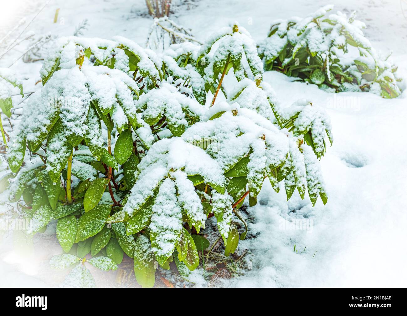Scène d'hiver, buisson de rhododendron à feuilles persistantes recouvert de neige fraîche. Banque D'Images