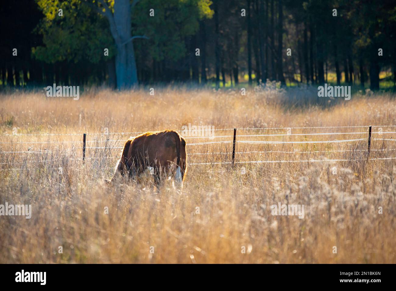 Une vache (bovins de boucherie) presque cachée dans une longue herbe dans un enclos d'une ferme australienne Banque D'Images