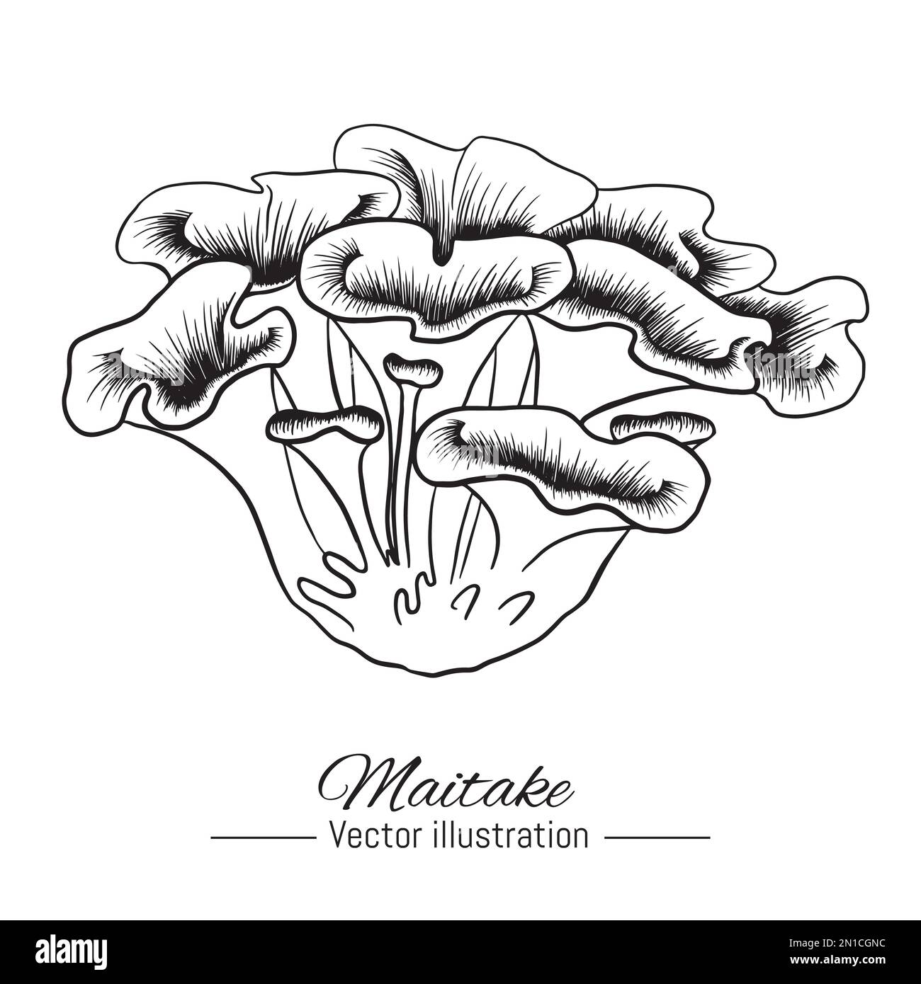Illustration du vecteur de champignon maitake dessiné à la main. Ingrédient médical biologique isolé sur fond blanc. Illustration de Vecteur
