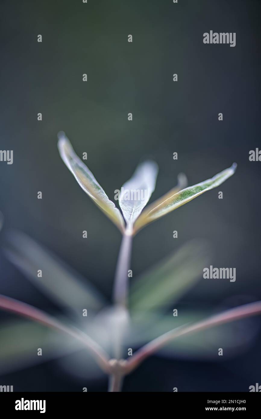 une vue aérodynamique d'un arbre en pleine croissance Banque D'Images